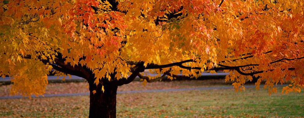 Što nam donosi listo-pad?