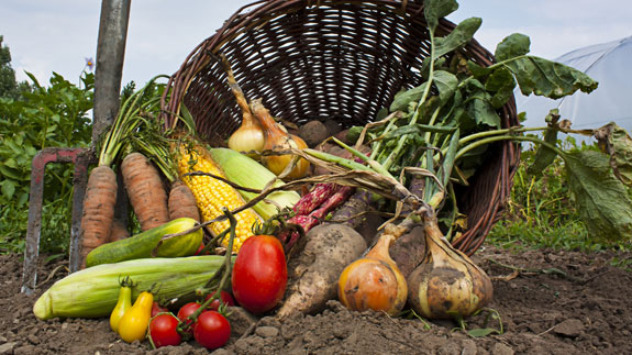 Ekološka poljoprivreda i njezin pozitivan utjecaj na ljude i okoliš